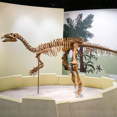 Alışveriş Merkezi Dinozor İskeleti Kopya Boyutu Özelleştirilebilir Dinozor Kafatası Fosili