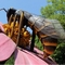 Shape Customized Animatronic Giant Bee Statue High Density Foam