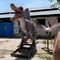 Modèle réaliste de dinosaure animatronique Spinosaurus de 6 m