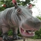 Hipopótamo animatrónico, hipopótamo del mismo tamaño de los 4m para el parque de atracciones
