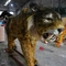 Πλήρους μεγέθους Animatronic Sabre Toothed Cat Αδιάβροχη για Θεματικό Πάρκο