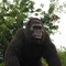 Animali animatronici realistici all'aperto Modello di gorilla Colore naturale