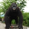 Modèle de gorille d'animaux animatroniques réalistes en plein air, couleur naturelle