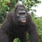Animali animatronici realistici all'aperto Modello di gorilla Colore naturale