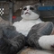 Lebensgroße realistische animatronische Tiere 200 W Größe benutzerdefinierte interaktive sprechende Katze