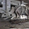 Esqueleto del dinosaurio de Jurassic Park de la exposición, réplicas del hueso del dinosaurio
