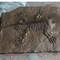 Model Replika Kerangka Dinosaurus Luar Ruangan Ukuran Hidup RoHS Disetujui