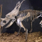 耐候性恐竜骨格レプリカ / 恐竜骨レプリカ