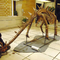 Life Size Dinosaur Skeleton Replica Fossils Không thấm nước / Chống nắng