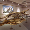 Replica realistica dello scheletro di dinosauro / Jurassic World Replica per interni