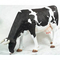 Vida impermeável da estátua animal realística - a escultura da vaca do tamanho personalizou disponível