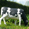 La escultura de tamaño natural de la vaca de la prenda impermeable animal realista de la estatua modificó disponible para requisitos particulares