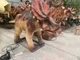 Modelo Animatronic Infrared Control System do dinossauro do Triceratops elétrico